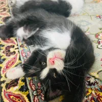 واگذاری بچه گربه