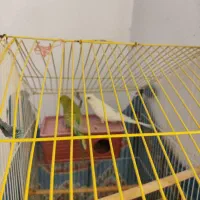 مرغ عشق|پرنده|کرمان, |دیوار