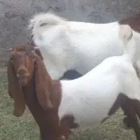 کهره نر