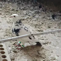 کبوتر|پرنده|چناران, |دیوار