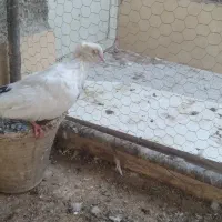 کفتر سینه ای