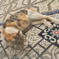 واگذاری گربه با بچه