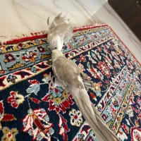 عروس هلندی وایت فیس نر|پرنده|نوشهر, |دیوار