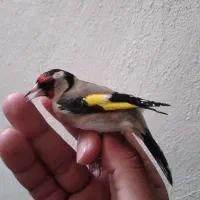 سهره نیم خال تک|پرنده|سرپل ذهاب, |دیوار