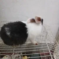 بچه خرگوش دوماهه