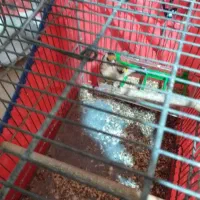 سهره|پرنده|تهران, جوادیه|دیوار