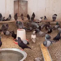 یک تیپ کفتر درجه یک موجوده کسی خواست|پرنده|اصفهان, خواجو|دیوار