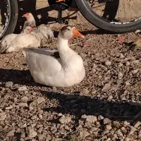 غاز نژاد دار خارجی