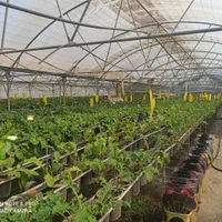 3هکتار گلخانه اسپانیایی با سند شش دانگ|فروش دفتر صنعتی، کشاورزی، تجاری|ورامین, ورامین|دیوار