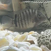 ماهی کوشتخوار سور‌م فلاور|ماهی|مشهد, رسالت|دیوار