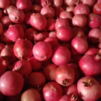 انار قره داغ|خوردنی و آشامیدنی|منجوان, |دیوار