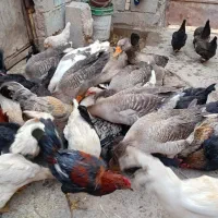 مرغ  و.   غاز|حیوانات مزرعه|آبادان, |دیوار