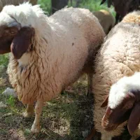 قوچ|حیوانات مزرعه|چرداول, |دیوار