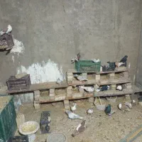 کفتر چادری رنگی|پرنده|ری, ظهیرآباد|دیوار