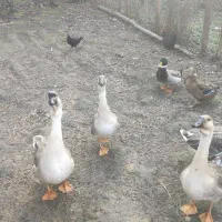 غازقوی محلی