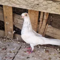 کبوتر زاغ و نر چشم تلسکوپی