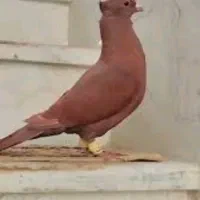 کبوتر سرخ کاکلی