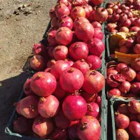 فروش انار شهرضا