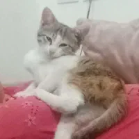 واگذاری گربه