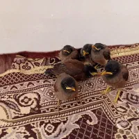 جوجه مینا افغان|پرنده|بجنورد, |دیوار