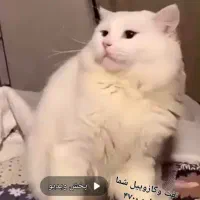 حیوان خانگی