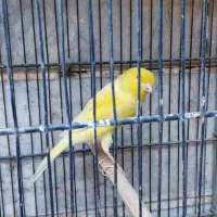 قناری نر و  ماده