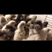 جوجه وارداتی آیسبارراندمان بالای۹۵درصد|حیوانات مزرعه|اصفهان, ارغوانیه|دیوار