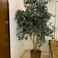 درخت مصنوعی بنجامین خارجی