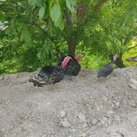 بوقلمون