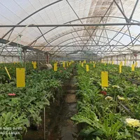 3هکتار گلخانه اسپانیایی با سند شش دانگ|فروش دفتر صنعتی، کشاورزی، تجاری|ورامین, ورامین|دیوار