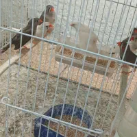 فنچ و نرگسی