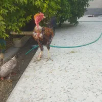 مرغ محلی وخروس لاری