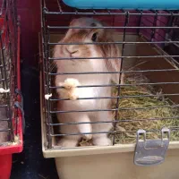 تعدادی خرگوش لوپ