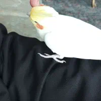 عروس هلندی نر رام|پرنده|جوانرود, |دیوار