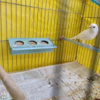 قناری نر ریز خون