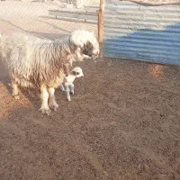 میش وبره نرفروشی