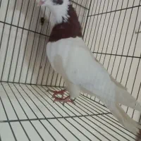 طوقی عتیقه عشق باز|پرنده|ایلام, |دیوار