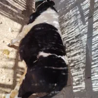 گوساله جوان وسالم|حیوانات مزرعه|سرپل ذهاب, |دیوار