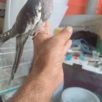 معاوضه عروس باقناری|پرنده|اصفهان, وحید|دیوار
