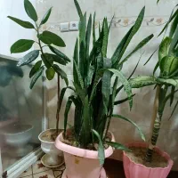 گلهای زیبا|گل و گیاه طبیعی|شهرکرد, |دیوار