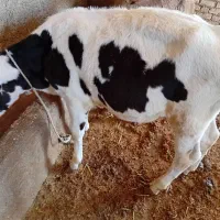 یک عددگوساله نر به فروش می رسد