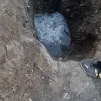 اسپندوزیره سبز