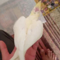 دو عدد جوجه عروس هلندی|پرنده|تربت‌حیدریه, یحیی آباد|دیوار