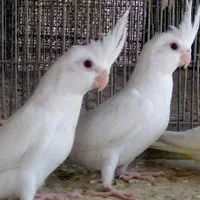 انواع عروس هلندی