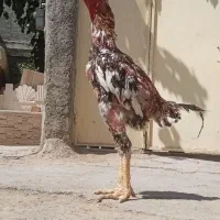 عروس هلندی نر و ماده