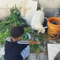 کهره شیری وعلخور|حیوانات مزرعه|شیراز, شاپورجان|دیوار