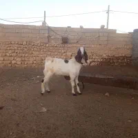 کهره بذری بره بز میش قوچ|حیوانات مزرعه|کوار, |دیوار