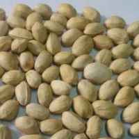 خرید پسته پوک