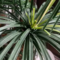 گل مصنوعی ،ابچکان|گل و گیاه طبیعی|بیرجند, |دیوار