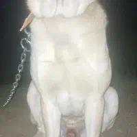 سگ گله نر، پژدر، کردی، عراقی